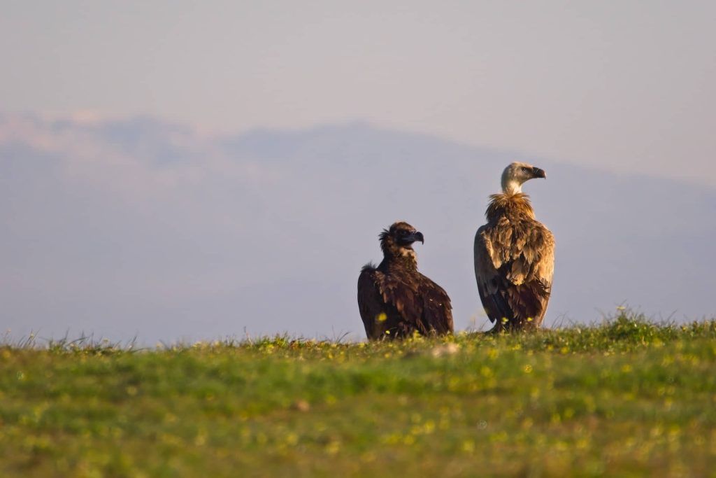 Javier Martín - Fotografía Naturaleza