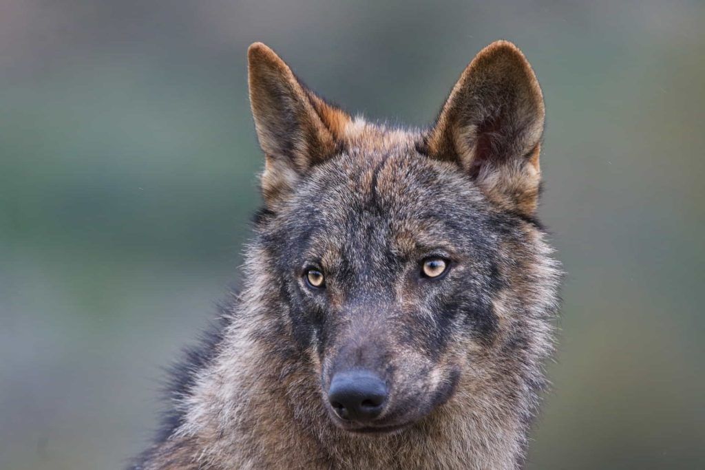Fotografía de Fauna
Javier Martín - Fotografía Naturaleza