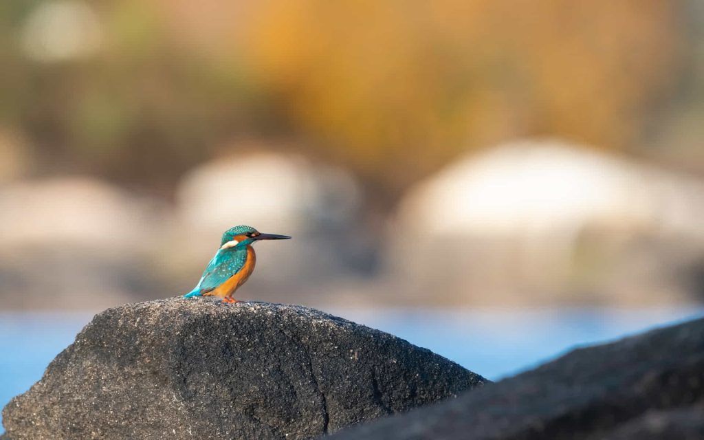 Fotografía de Fauna Javier Martín - Fotografía Naturaleza