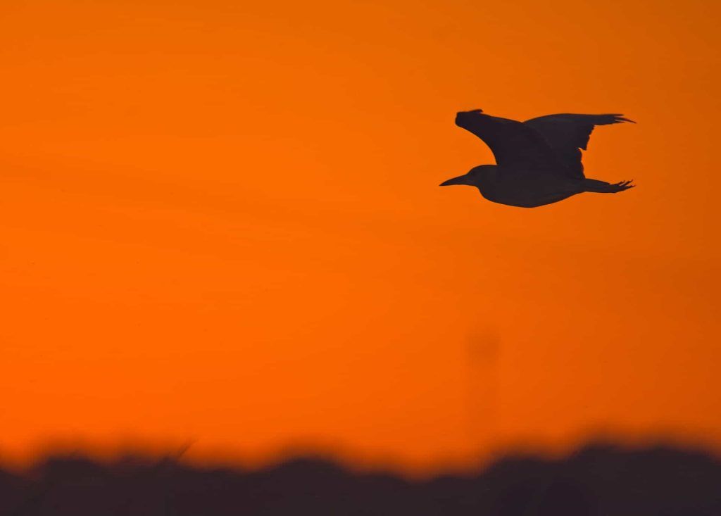 Javier Martín - Fotografía Naturaleza