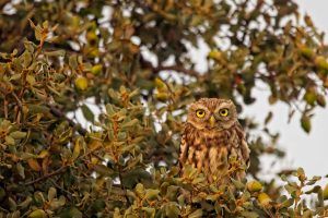Fotografía de Fauna Javier Martín - Fotografía Naturaleza