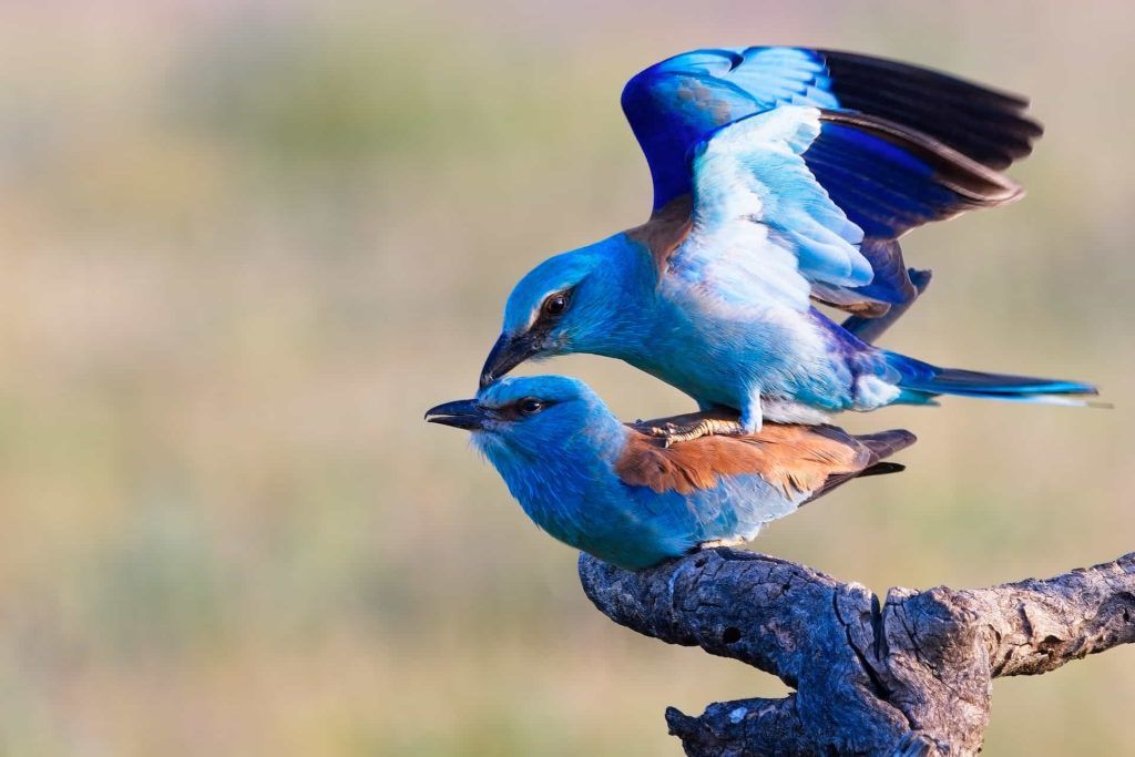 Javier Martín - Fotografía Naturaleza
