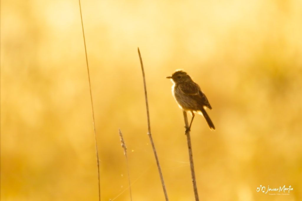 Javier Martín - Fotografía Naturaleza Tarabilla