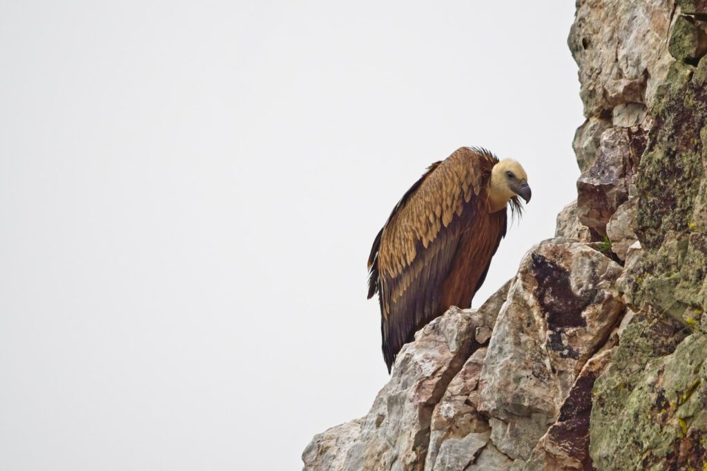 El Buitre Leonado en Monfragüe