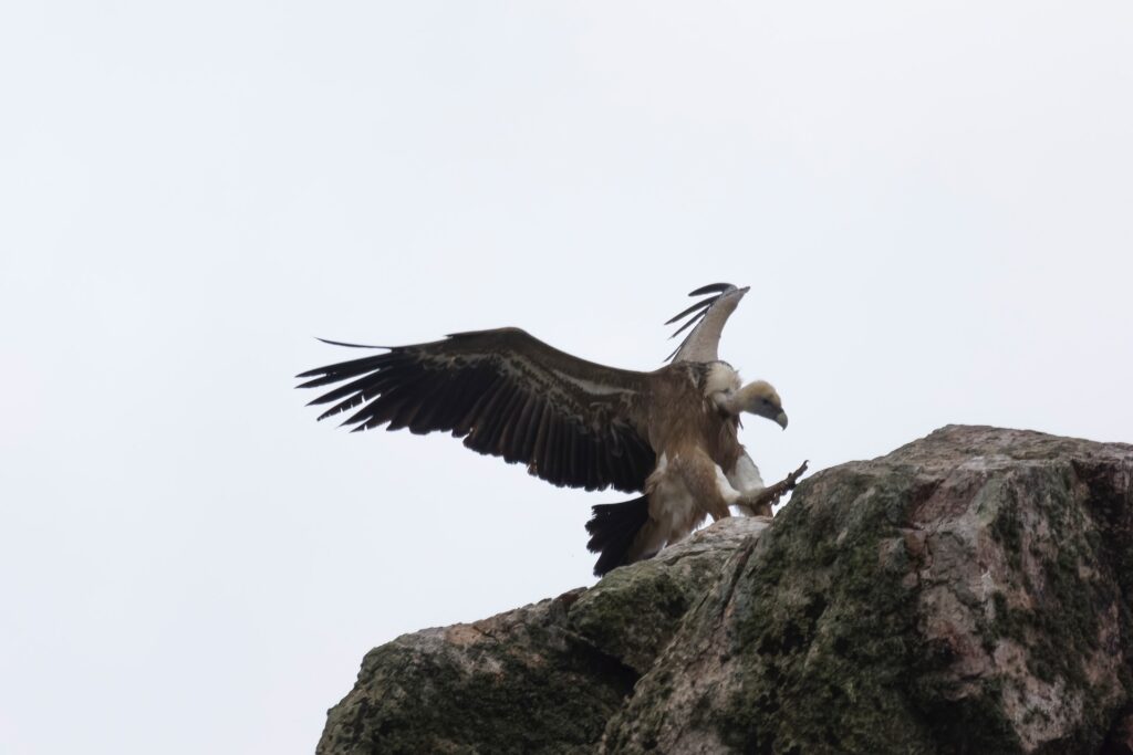 El Buitre Leonado en Monfragüe