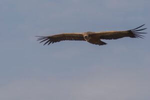 El Buitre Leonado en Monfragüe: Crónica de Campo y Guía Fotográfica