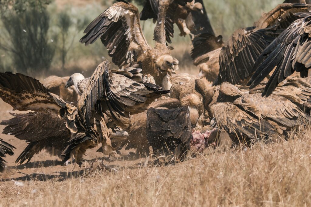 El Buitre Leonado en Monfragüe